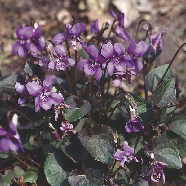 Labrador Violet, Alpine Violet (Viola labradorica) My Garden Life