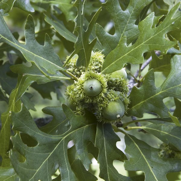 Bur Oak (Quercus macrocarpa) My Garden Life