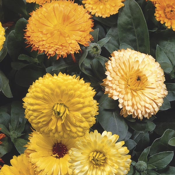 Calendula, English Marigold, Pot Marigold (Calendula officinalis) My