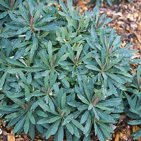 Wood Spurge 'Purpurea' (Euphorbia amygdaloides) My Garden Life