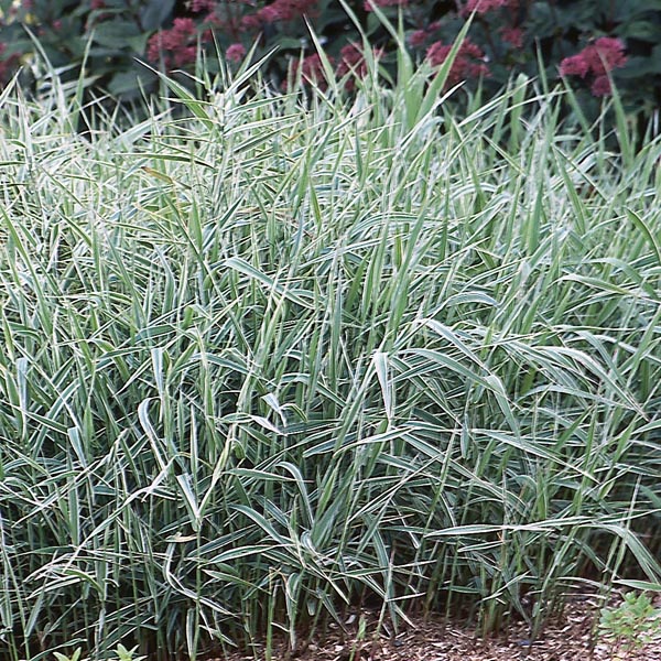 Ribbon Grass (Phalaris species) My Garden Life
