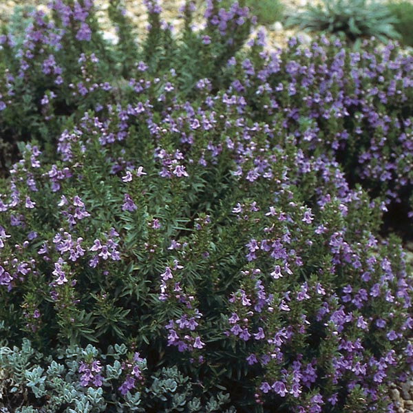 Purple Winter Savory (Satureja montana v. illyrica) My Garden Life
