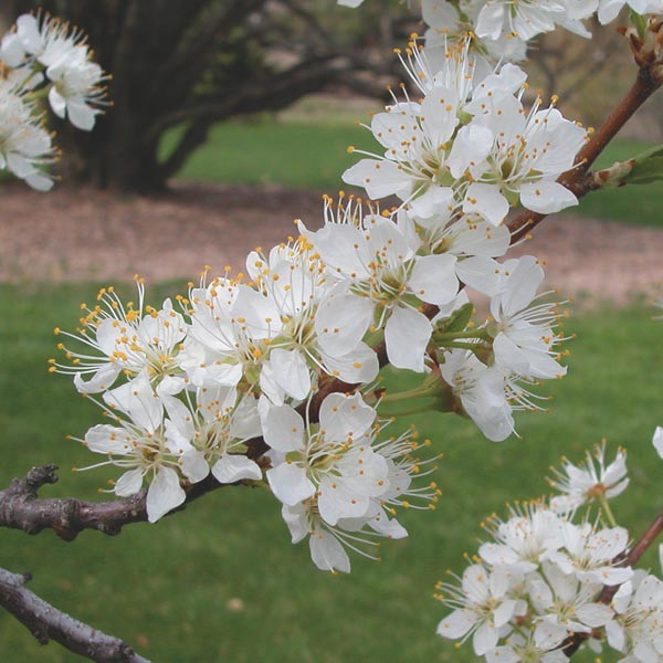 SemiDwarf Cherry (Prunus avium) My Garden Life
