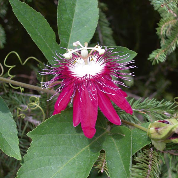 Passion Flower 'Lady Margaret' (Passiflora hybrid) My Garden Life