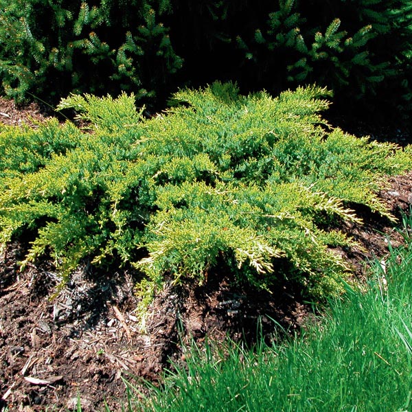 Chinese Juniper 'Daub's Frosted' (Juniperus chinensis) My Garden Life