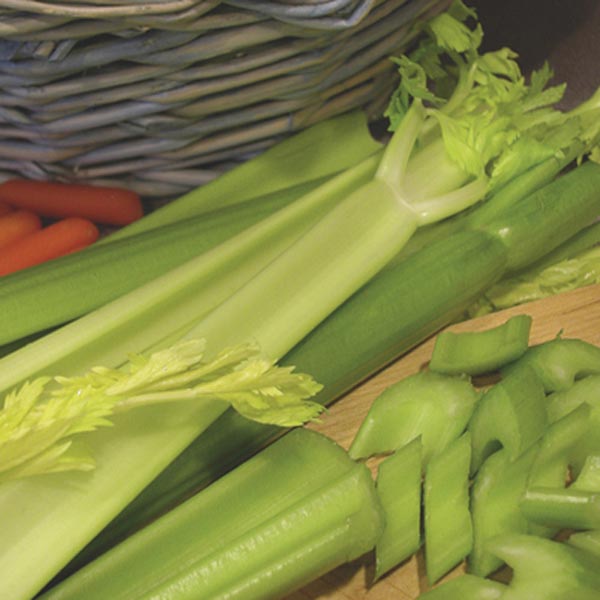 Celery (Apium graveolens var. dulce) My Garden Life