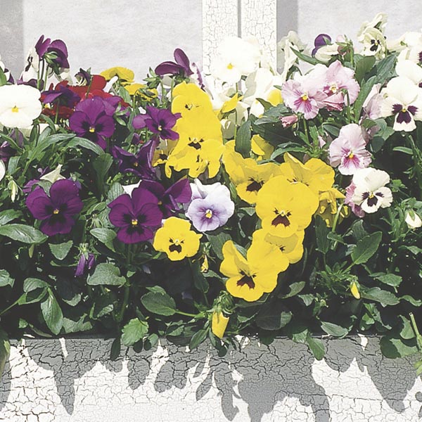 Trailing Pansy (Viola x wittrockiana) My Garden Life