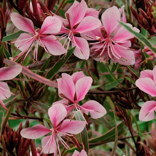 Indian Feather 'Passionate Rainbow' (Gaura lindheimeri) My Garden Life
