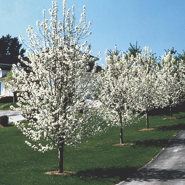 Flowering Pear, Callery Pear (Pyrus calleryana) My Garden Life