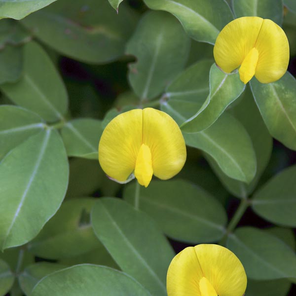 Perennial Peanut (Arachis glabrata) My Garden Life