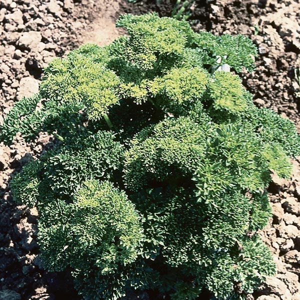 Parsley, Curled Parsley 'Moss Curled' (Petroselinum crispum) My
