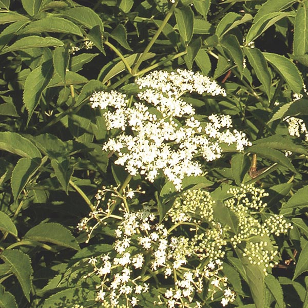 American Elderberry, Sweet Elder (Sambucus canadensis) My Garden Life
