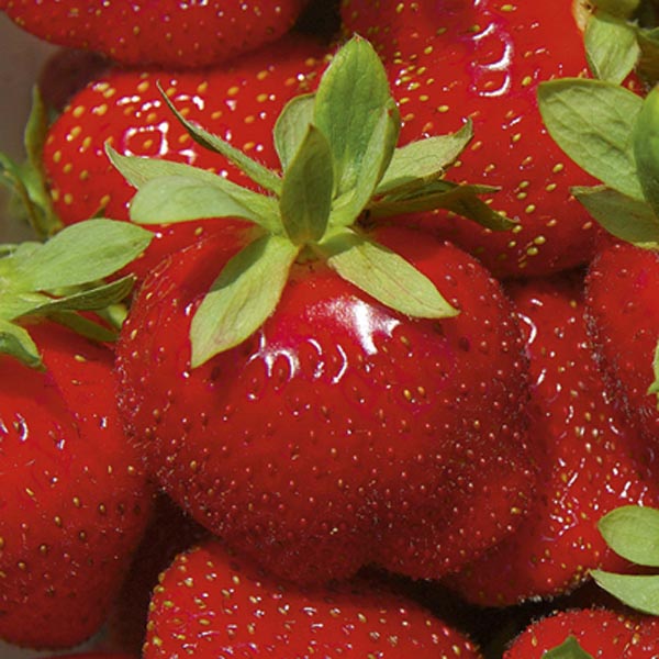 Strawberry Eversweet™ (Fragaria Hybrid) My Garden Life