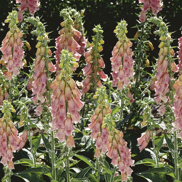 Strawberry Foxglove (Digitalis mertonensis) My Garden Life