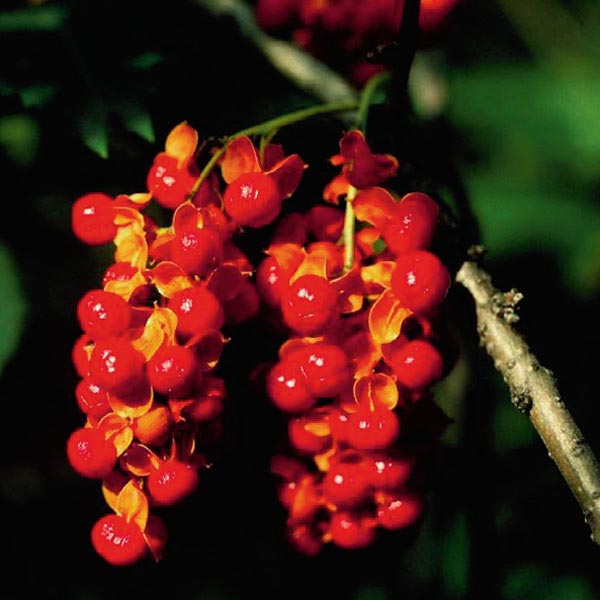 Female American Bittersweet 'Diane' (Celastrus scandens) My Garden Life