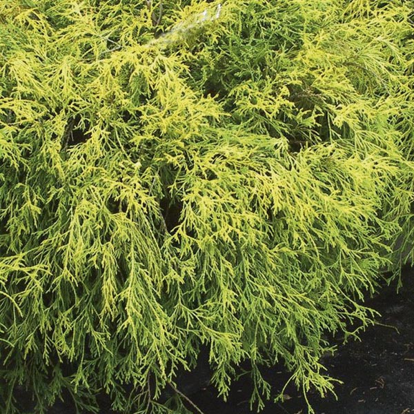 False Cypress 'Mops' (Chamaecyparis pisifera filifera) My Garden Life