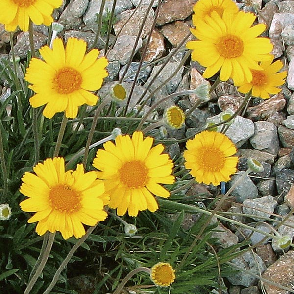 Angelita Daisy (Hymenoxys acaulis) My Garden Life