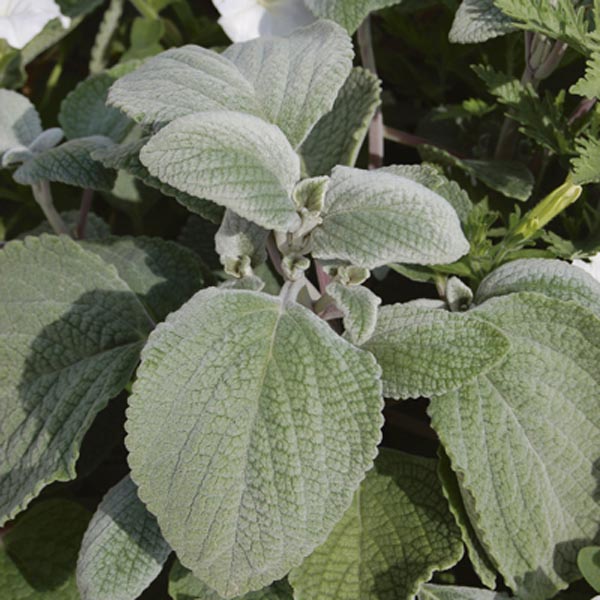 Silver Spurflower Plectranthus Argentatus My Garden Life Silver Spurflower Plectranthus Argentatus My Garden Life