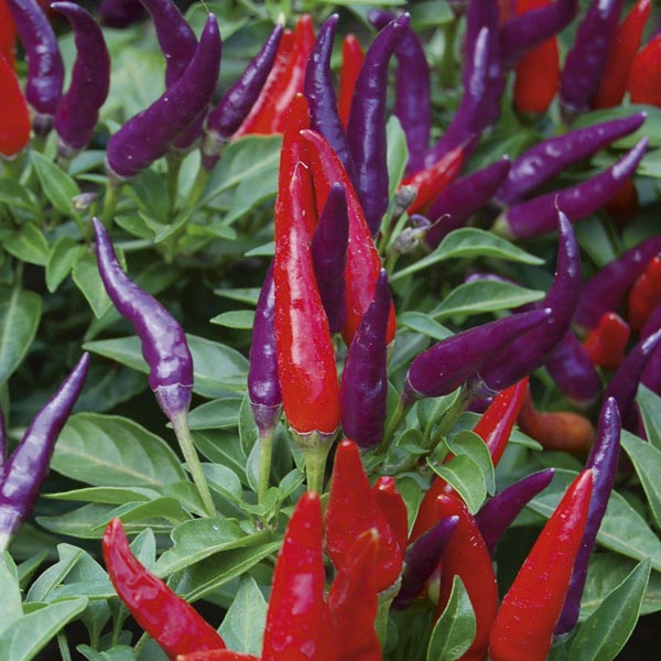 Ornamental Pepper 'Sangria' (Capsicum annuum) My Garden Life