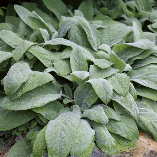 Lambs' Ears, Wooly Betony 'Big Ears' (Stachys byzantina) My Garden Life