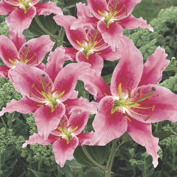 Oriental Lily Lilium Hybrid My Garden Life