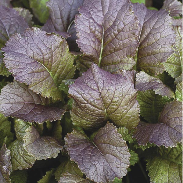 Red Ornamental Mustard 'Brazen Brass' (Brassica juncea) My Garden Life