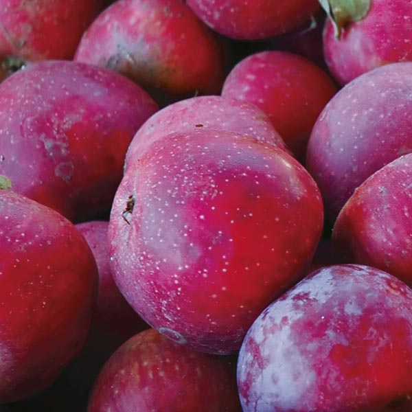 Apple 'Winesap' (Malus pumila) My Garden Life