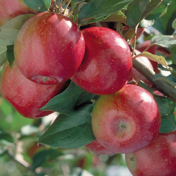 Apple 'Sweet Sixteen' (Malus pumila) My Garden Life
