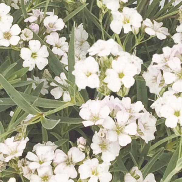 Creeping Baby's Breath (Gypsophila repens) My Garden Life