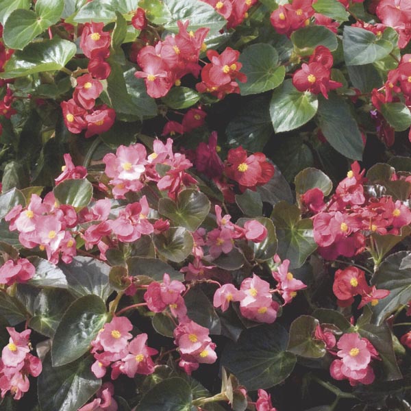 Begonia Big Begonia Hybrid My Garden Life