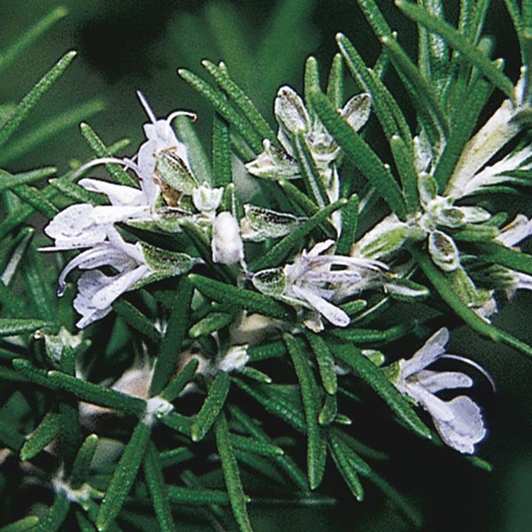 Upright Rosemary 'Hill Hardy' (Rosmarinus officinalis) My Garden Life