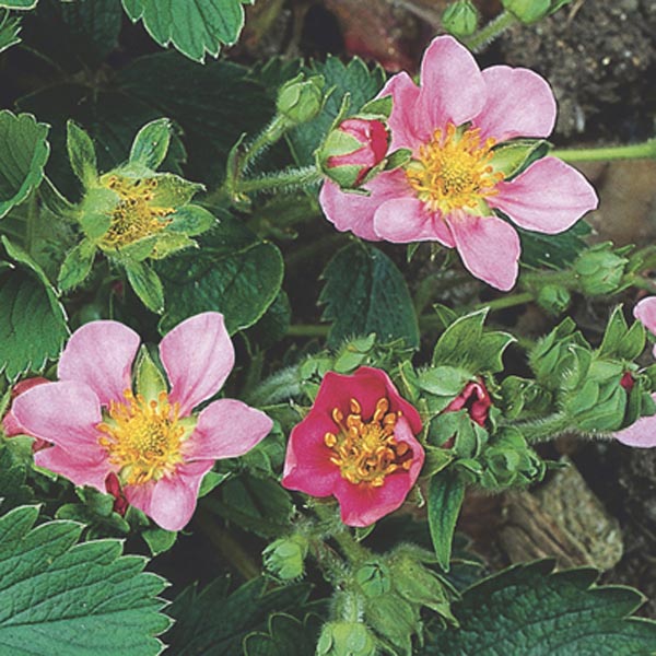Ornamental Strawberry (Fragaria Hybrid) My Garden Life