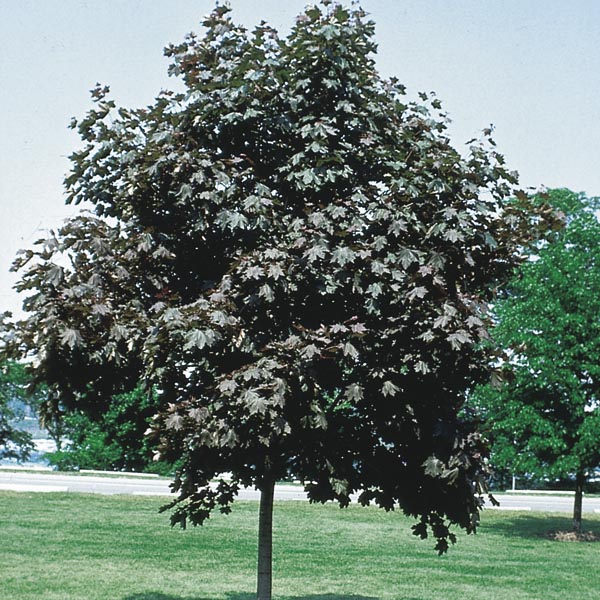 Norway Maple 'Crimson King' (Acer platanoides) My Garden Life