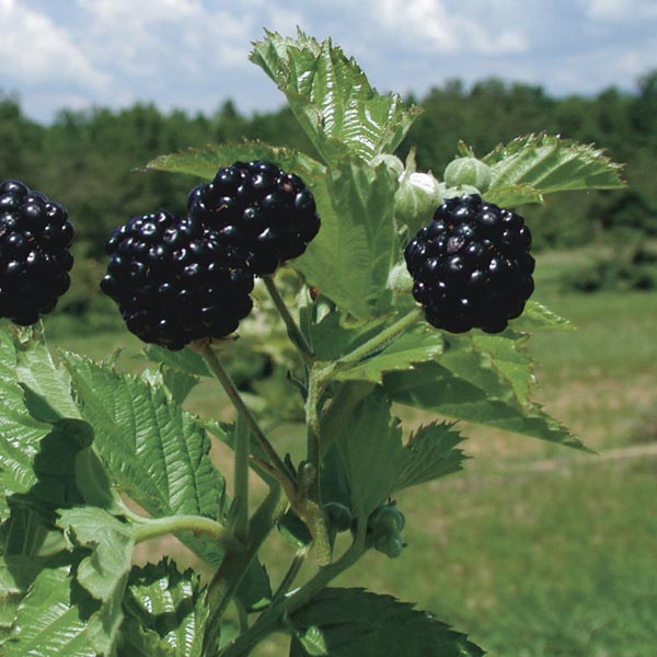 Black Raspberry Prime Jan® (Rubus Hybrid) My Garden Life