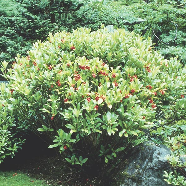 Japanese Skimmia Skimmia Japonica My Garden Life