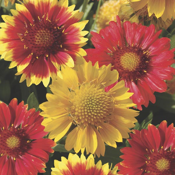 Blanket Flower 'Gallo' (Gaillardia aristata) My Garden Life