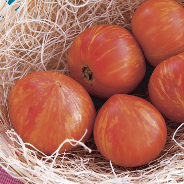 Heirloom Tomato 'Red Zebra' (Lycopersicon esculentum) My Garden Life