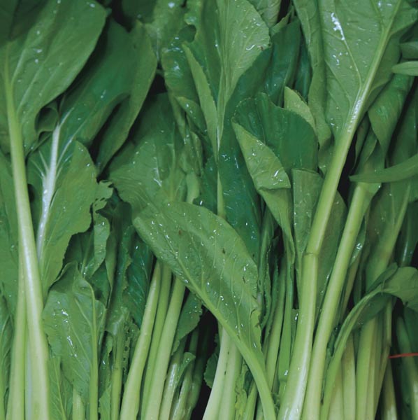 Japanese Mustard Spinach 'Green Komatsuna' (Brassica rapa) My Garden Life