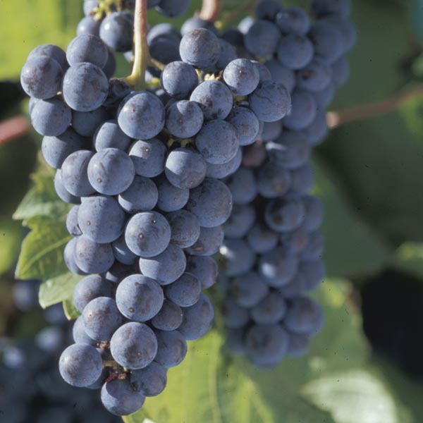 Wine Grape 'Marquette' (Vitis hybrid) My Garden Life