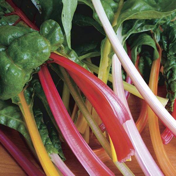 Swiss Chard Northern Lights Beta Vulgaris My Garden Life