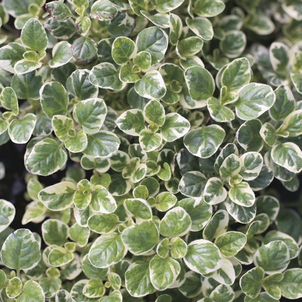 Marjoram 'Variegatum' (Origanum vulgare) My Garden Life
