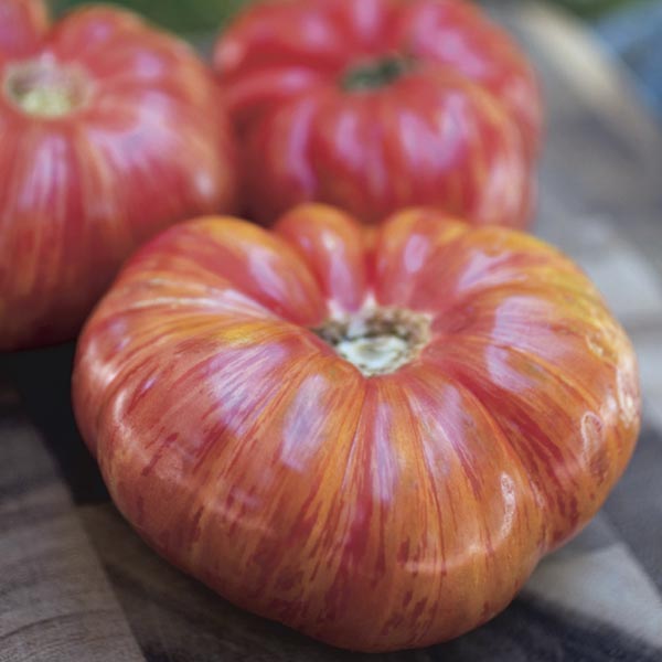 Tomato 'Striped German' (Lycopersicon esculentum) My Garden Life