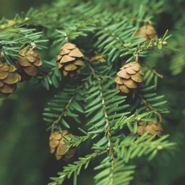 Canadian Hemlock, Eastern Hemlock (Tsuga canadensis) | My Garden Life