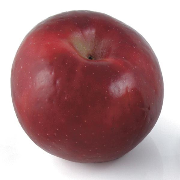 Apple 'Red Rome' (Malus pumila) My Garden Life