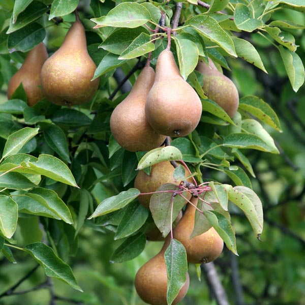 Pear 'Bosc' (Pyrus communis) My Garden Life