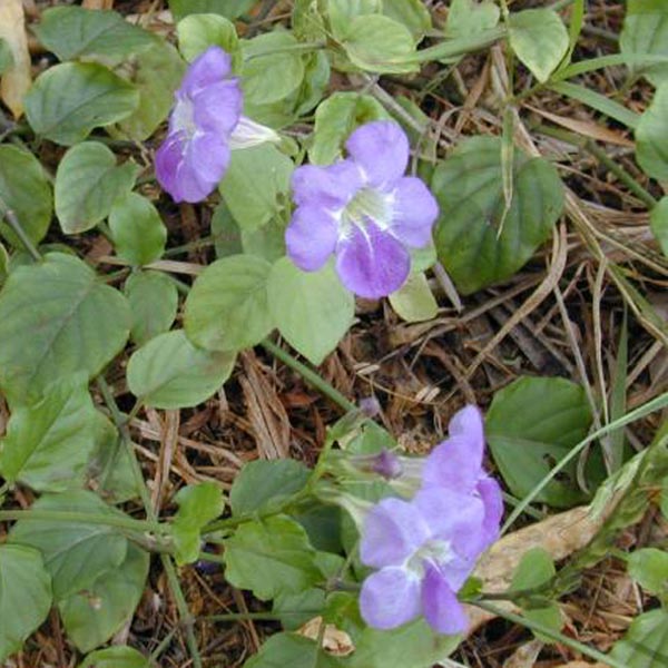 Ganges Primrose, Chinese Violet 