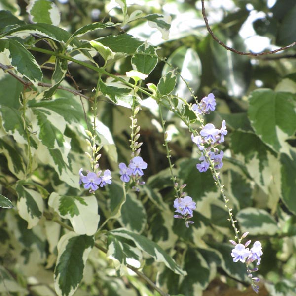 Variegated Sky Flower 'Variegata' (Duranta erecta) My Garden Life