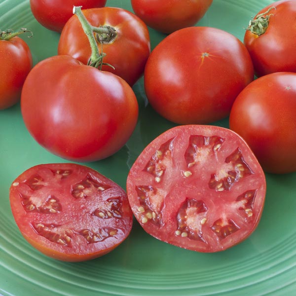 Tomato 'Bonnie Original' (Lycopersicon Hybrid) My Garden Life
