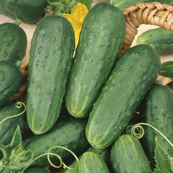 Pickling Cucumber 'Homemade Pickles' (Cucumis sativus) My Garden Life