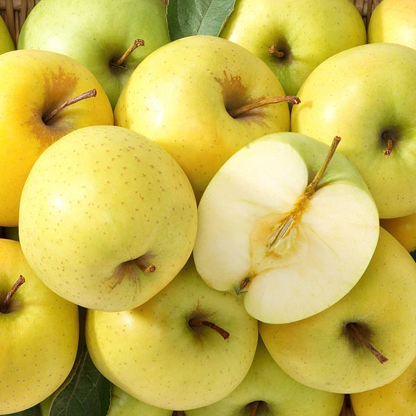 Apple 'Dorsett Golden' (Malus pumila) My Garden Life